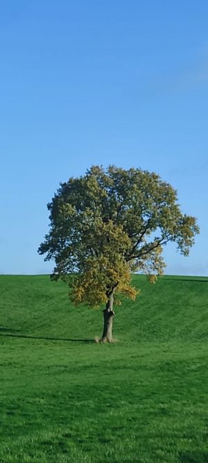 1-image