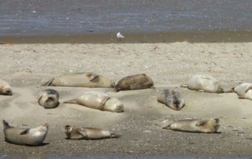 Berck sur Mer et Cte d'Opale