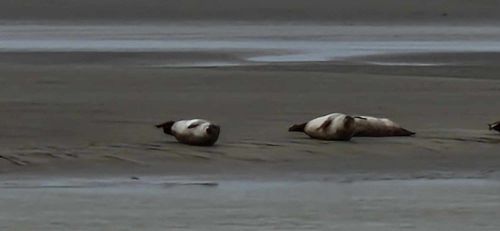 Berck sur Mer et Cte d'Opale