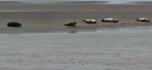 Berck sur Mer et Cte d'Opale